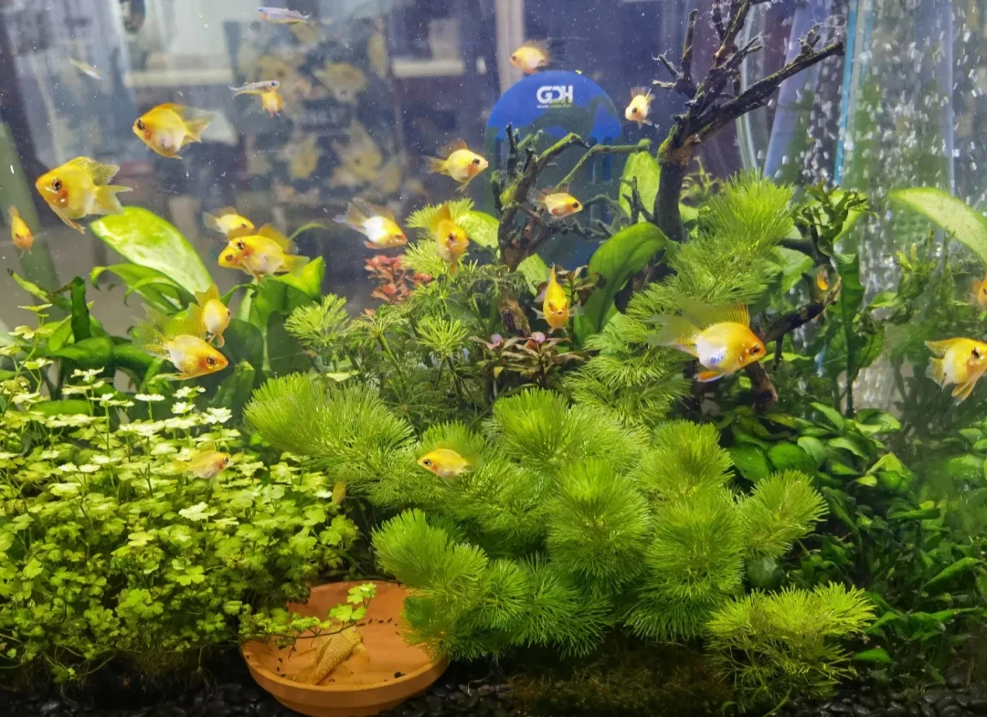 草缸水草一天一个样地溶?先别急着拔:4种溶叶对号入座,两种还有救