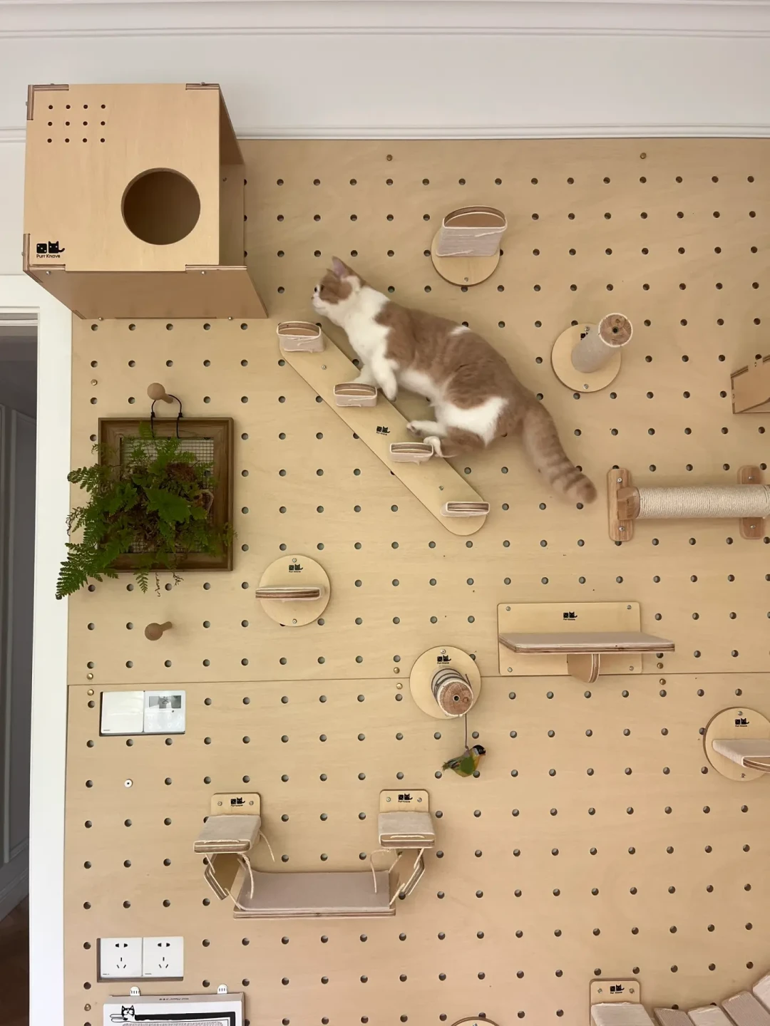 洞洞板量早了被踢脚线卡住、板订错了配件全退:猫墙到底该在装修第几步做