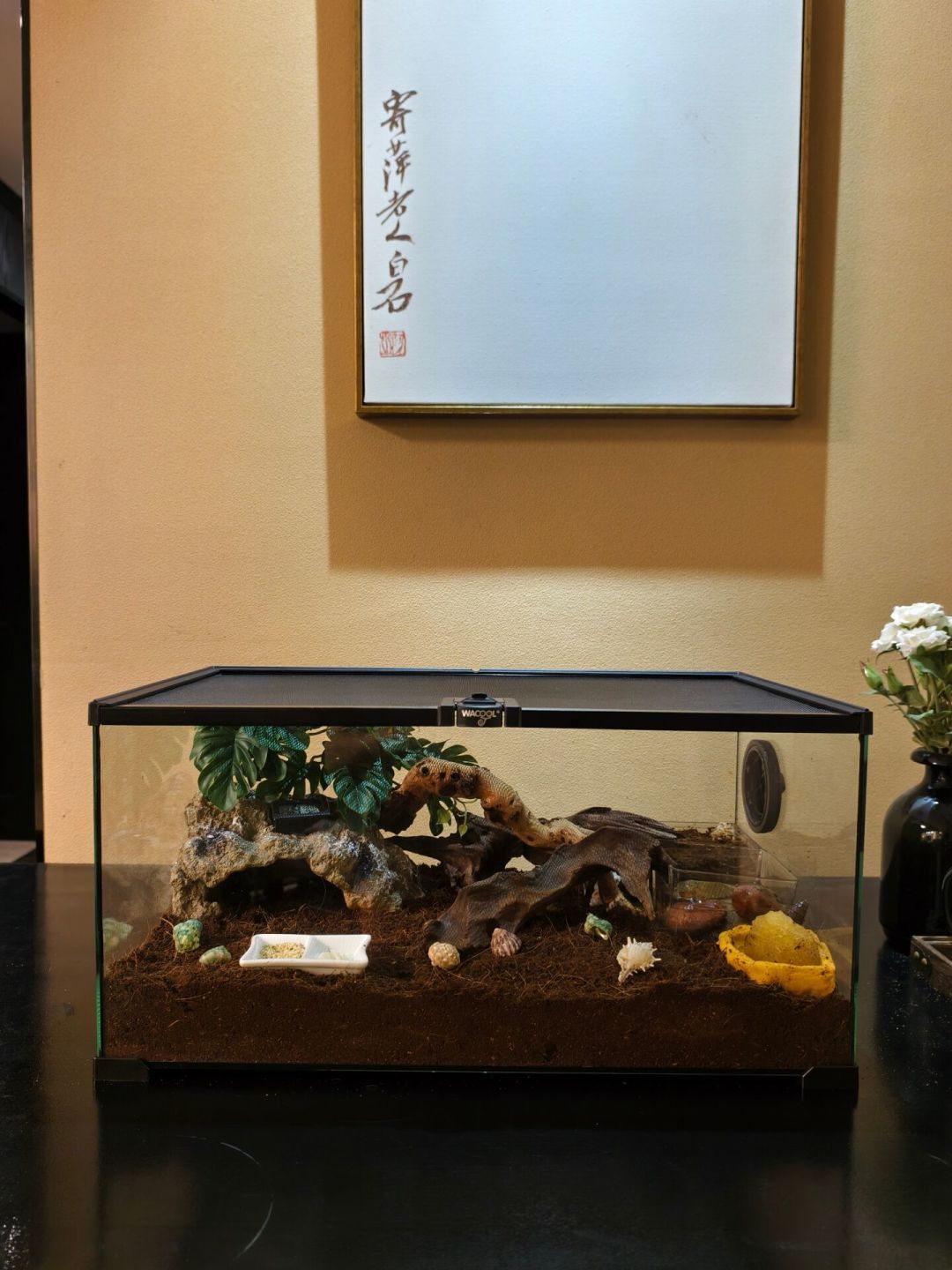 夜市15块的寄居蟹，信了“特好养”可能活不过两周：配缸还是放生，先算这笔账