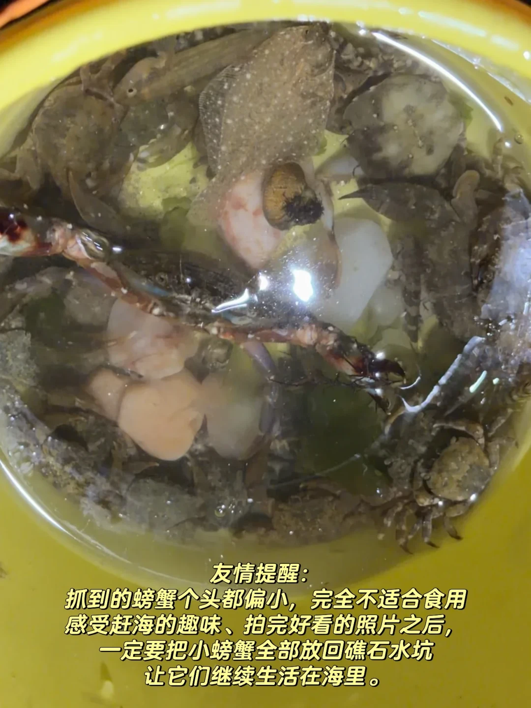 开学前只剩两个“大潮窗口”:带娃赶海去哪、怎么不踩坑,一次说清