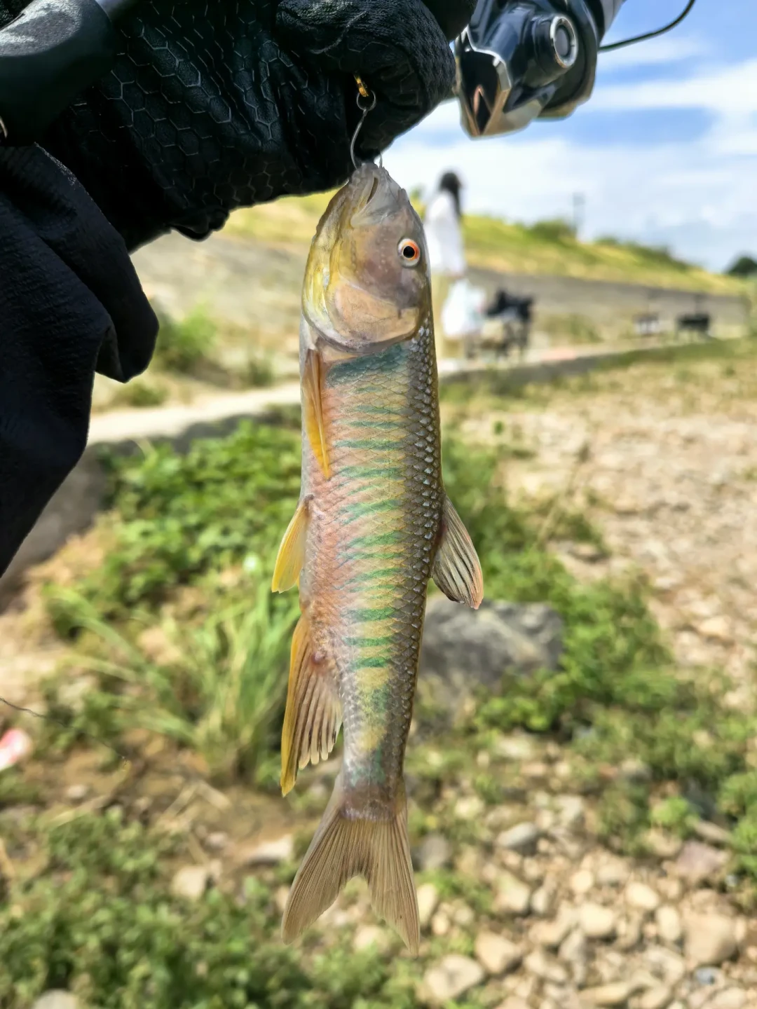盛夏正是“彩马”发色旺季:翻遍全网发色记录,出钓前把时间、地点和钓法看明白