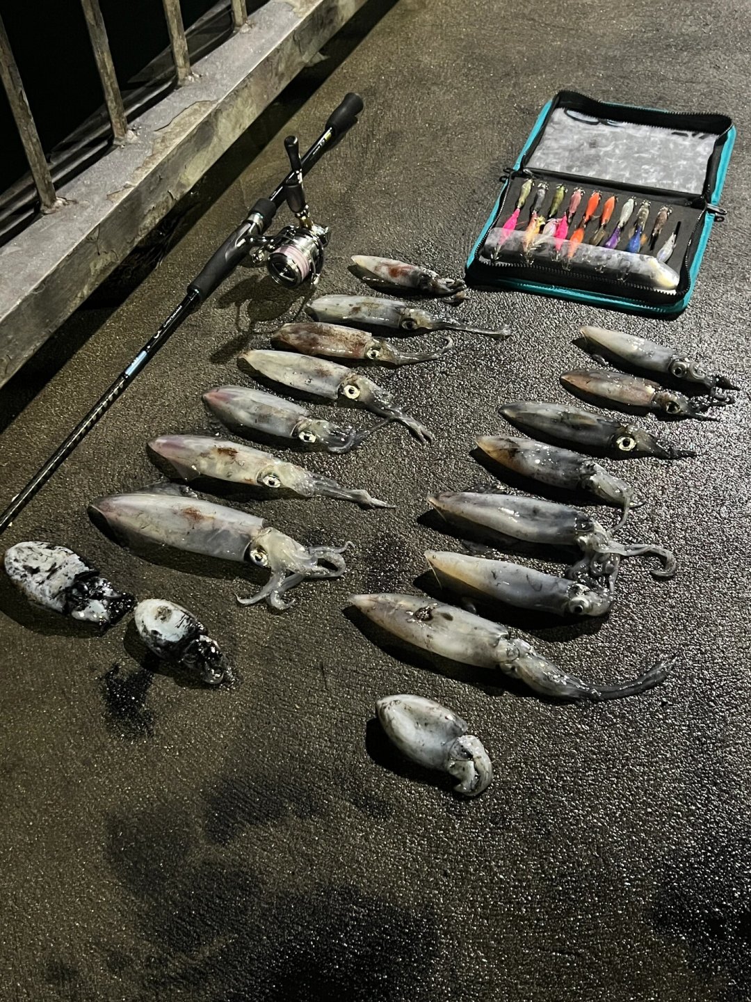 明天开海,鱿鱼季进入最后窗口:广东夜钓鱿鱼的船价、班次和避坑点,都整理在这了