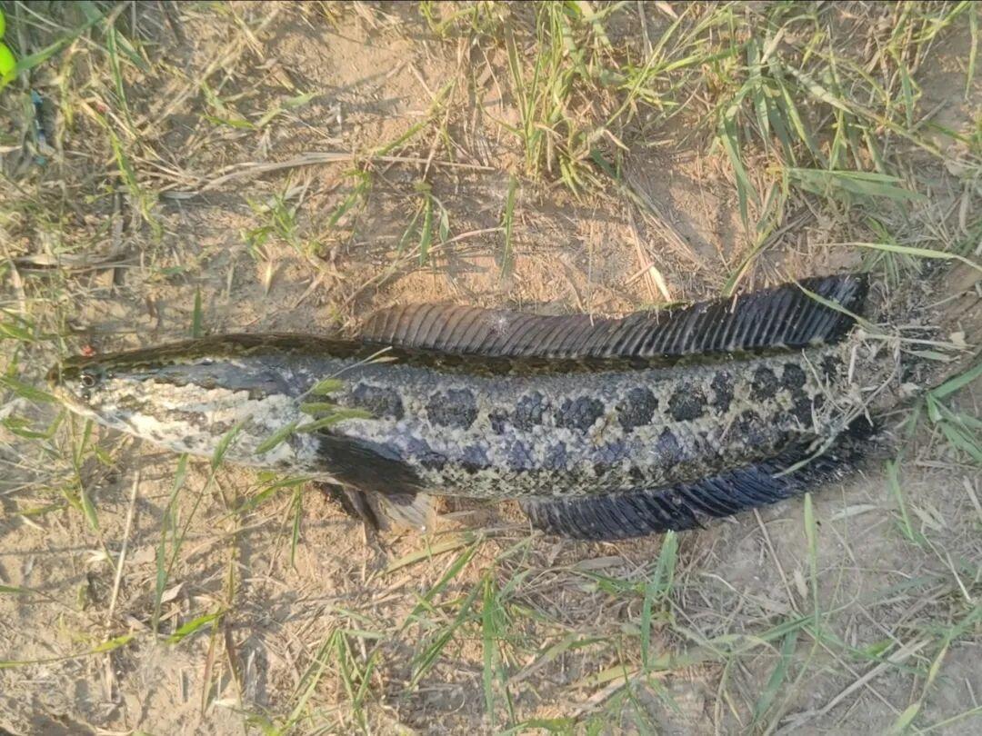 黑鱼炸水却不中钩？整改顺序多数人搞反了：先等一拍，再暴力刺，最后才换饵