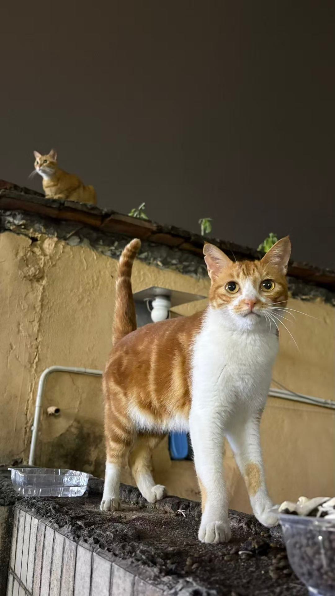 捡一只流浪猫回家,到底要花多少钱?把这份