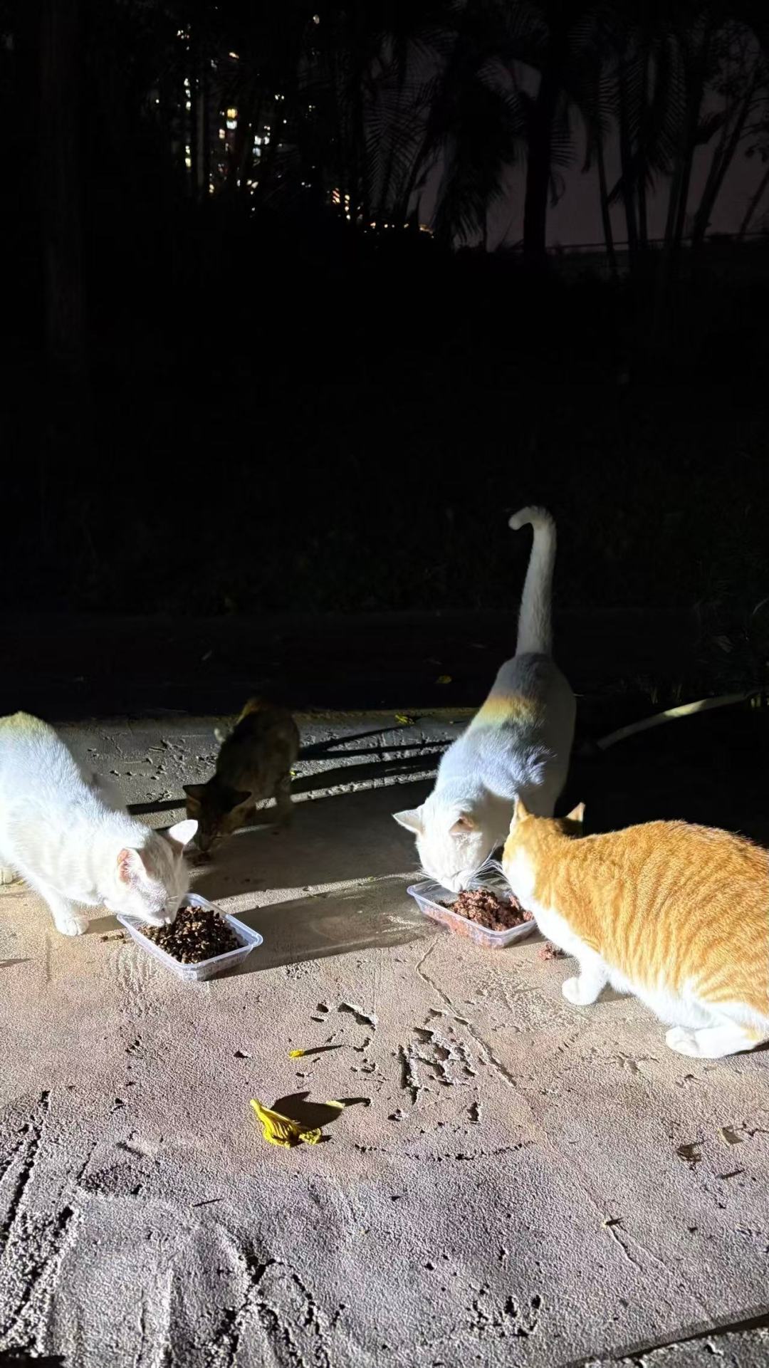 捡一只流浪猫回家,到底要花多少钱?把这份