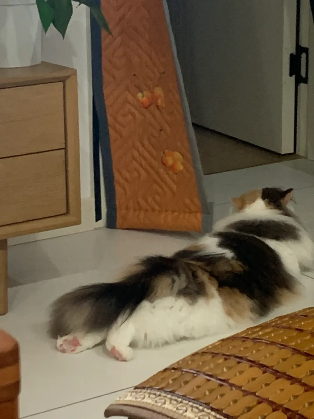 给猫全天开空调:有人账单多170元,有人一个月500元,这笔电费差在哪?