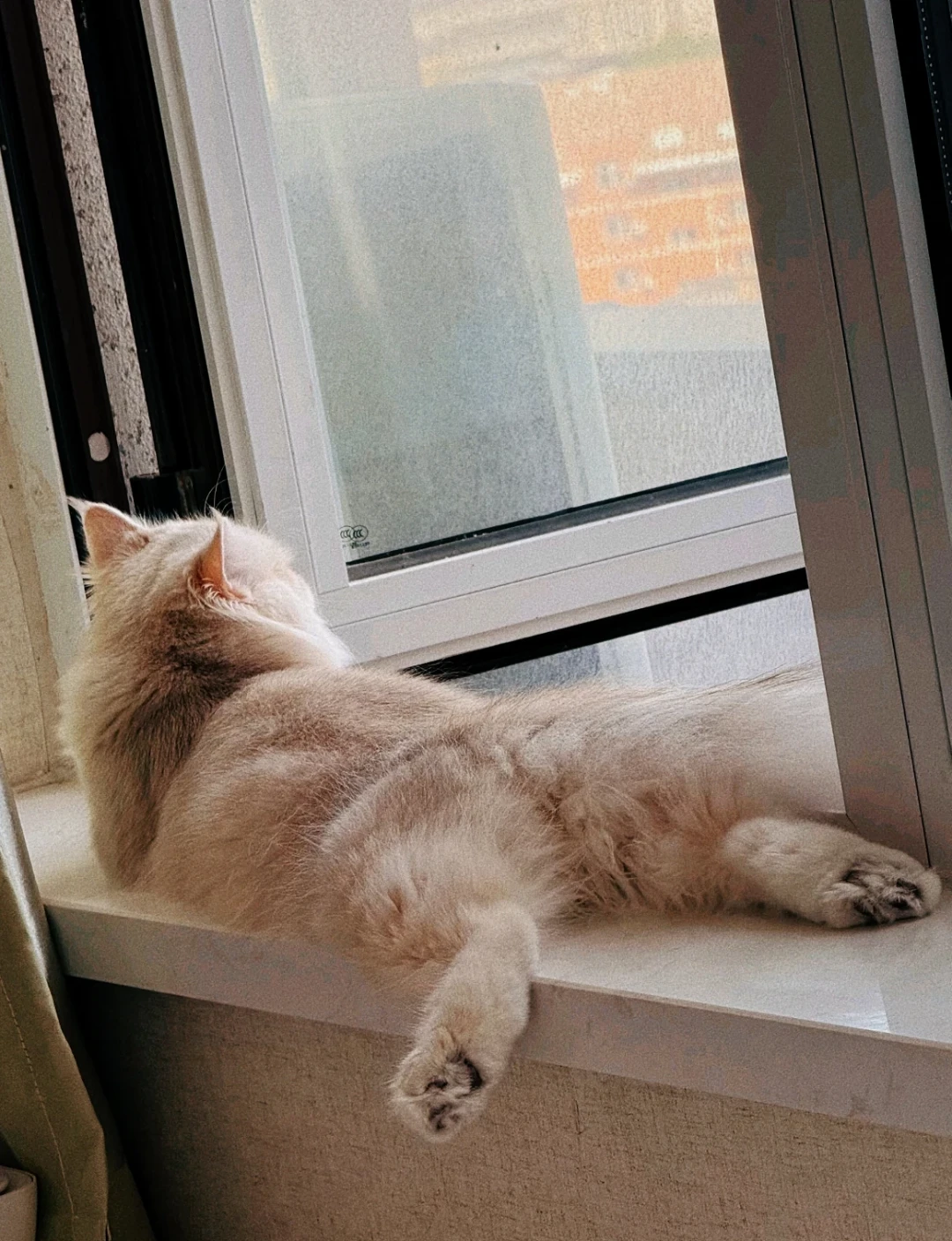 给猫全天开空调:有人账单多170元,有人一个月500元,这笔电费差在哪?