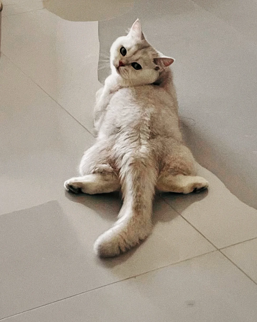 给猫全天开空调:有人账单多170元,有人一个月500元,这笔电费差在哪?