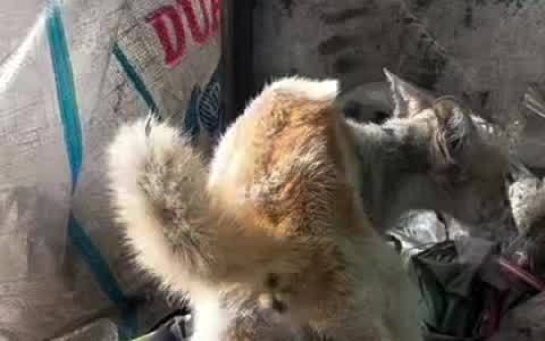 「上海40℃、流浪猫最难的夏天」上热搜,我查了下:一半夸张,一半值得当真