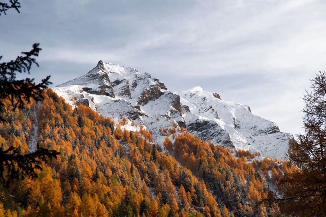 1985年他一年画了34幅雪景,只有3幅以季节命名:朱德群《秋》首登拍场,2500万港元起拍怎么读?