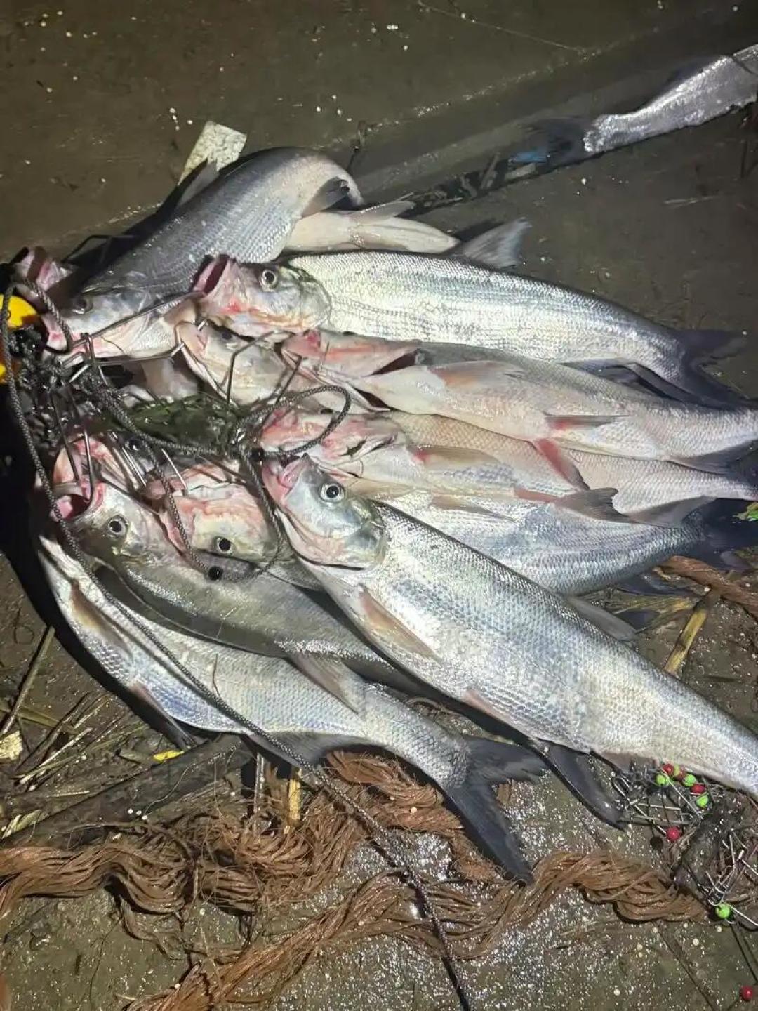 白海豚残涡刚过境,河道涨水又退水:路亚人这周末出钓前,先过一遍这份清单