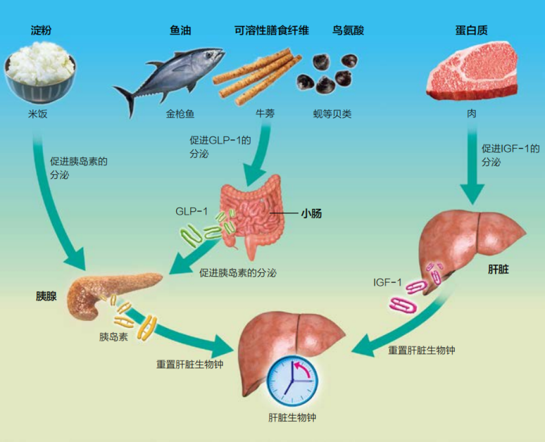 同样的16:8,有人掉脂肪有人掉睡眠:翻完2026年的研究,该卷的不是窗口长短,是方向