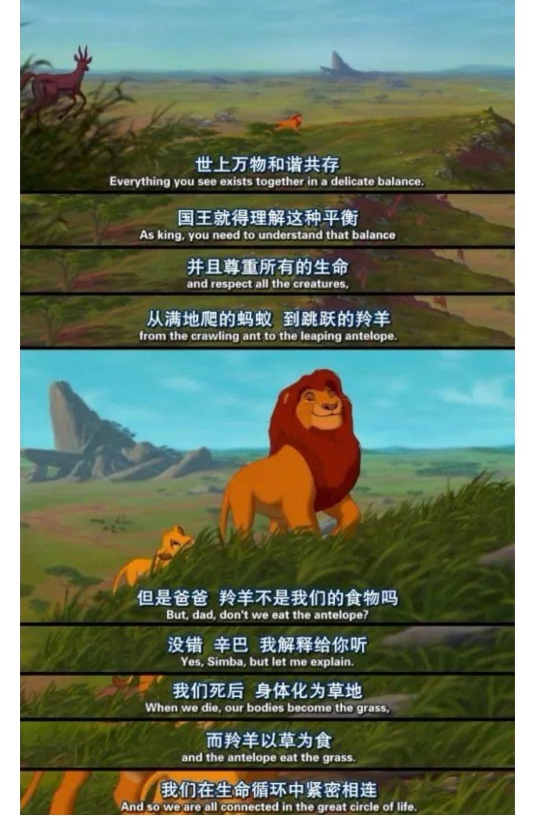 《狮子王》骗了你30年:山魈不住草原,成年狮子靠吃虫子根本活不下去