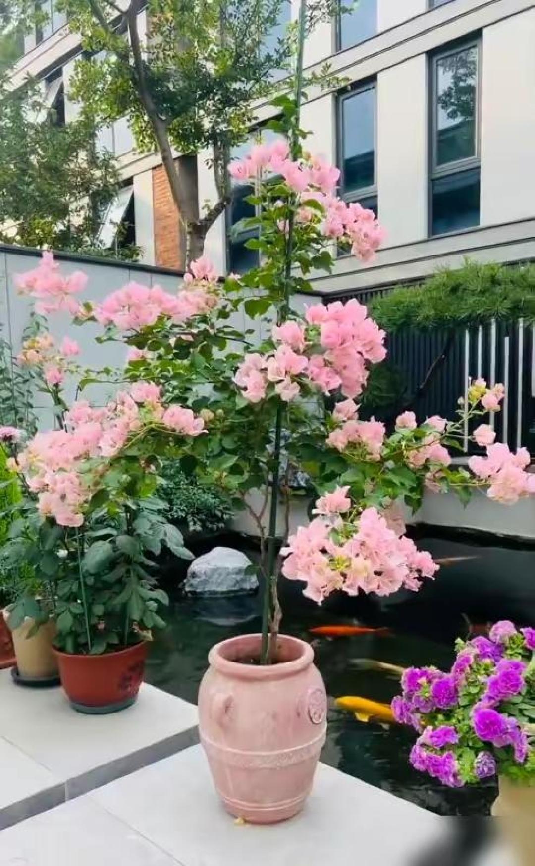 立秋过了别急着买花:这些“满头花苞”的盆栽可能是星期花,先看避坑清单再逛花市