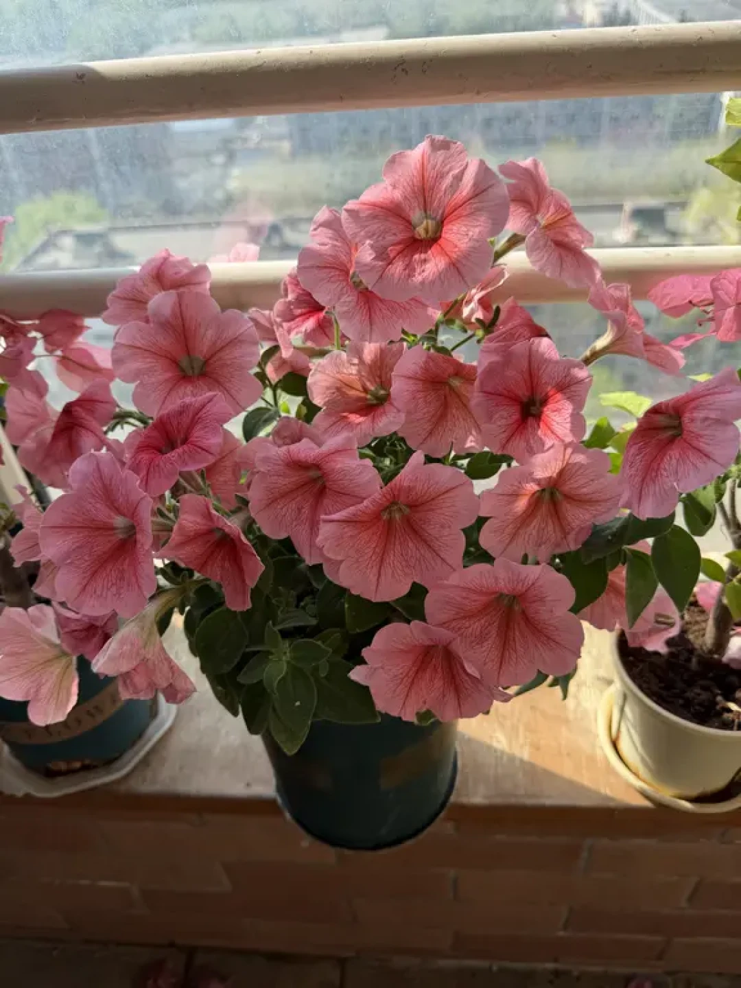 立秋过了别急着买花:这些“满头花苞”的盆栽可能是星期花,先看避坑清单再逛花市