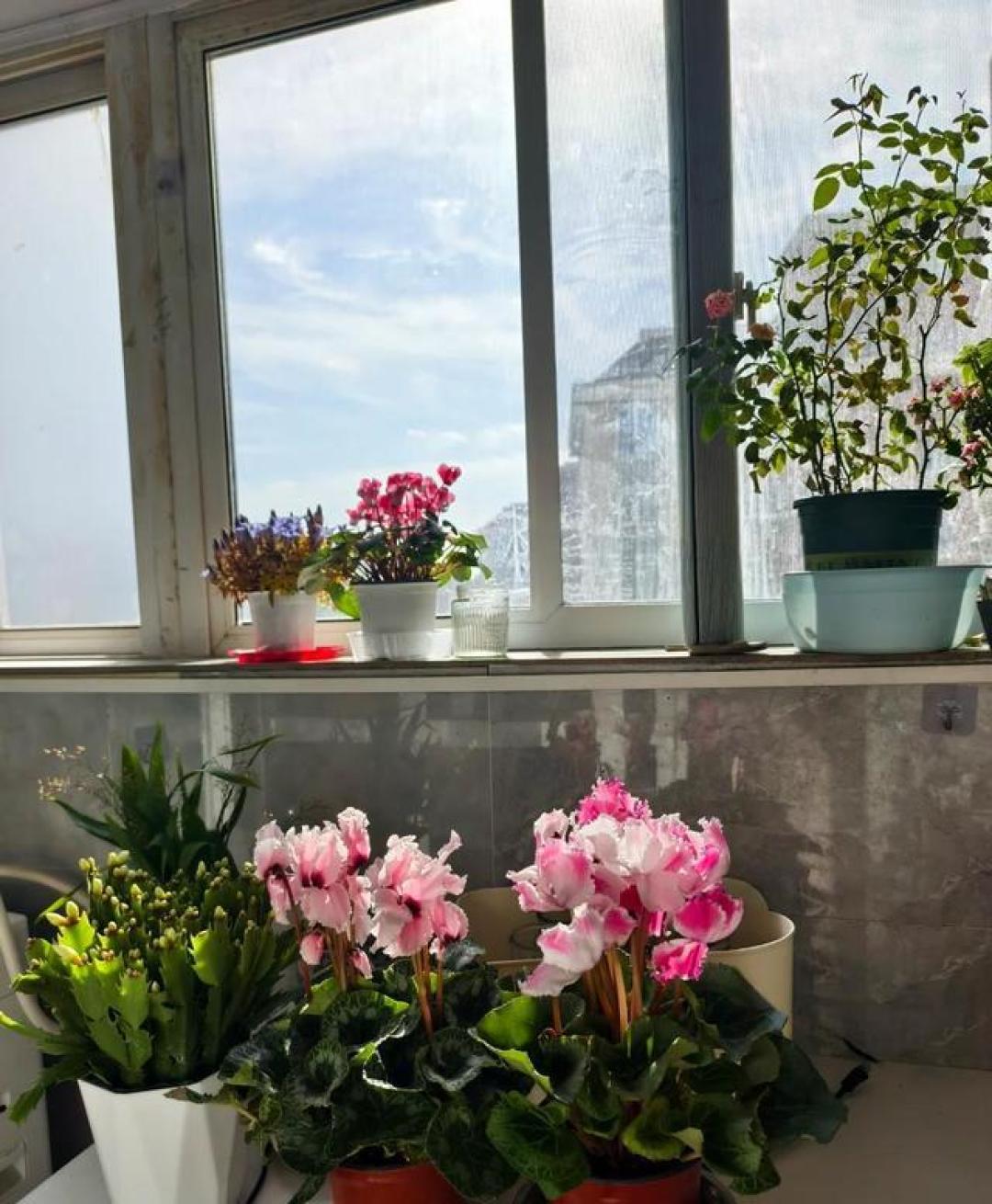 立秋过了别急着买花:这些“满头花苞”的盆栽可能是星期花,先看避坑清单再逛花市
