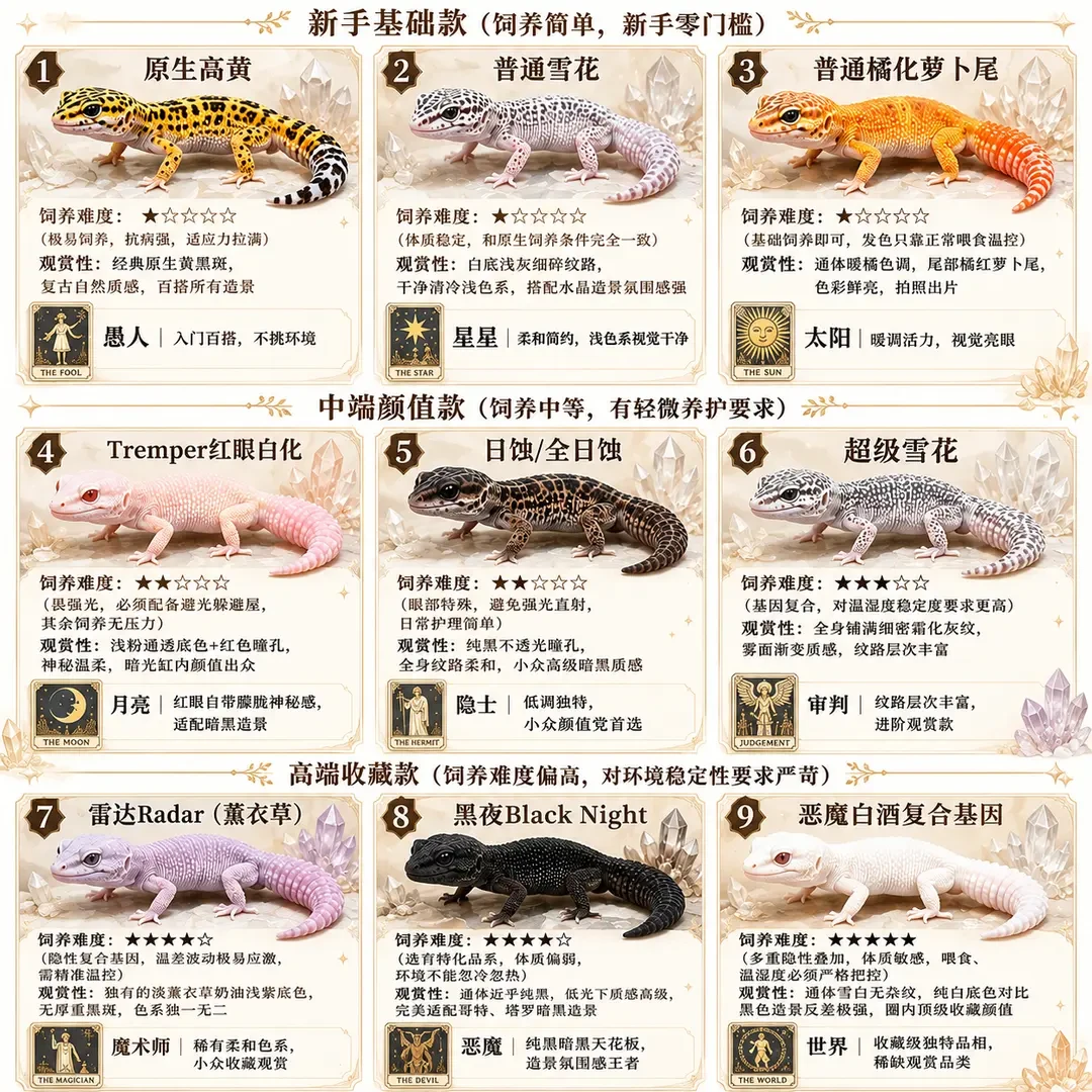 同样是豹纹守宫,为什么有的15块有的卖800:4档品系价格理清楚了,入手前先看这篇