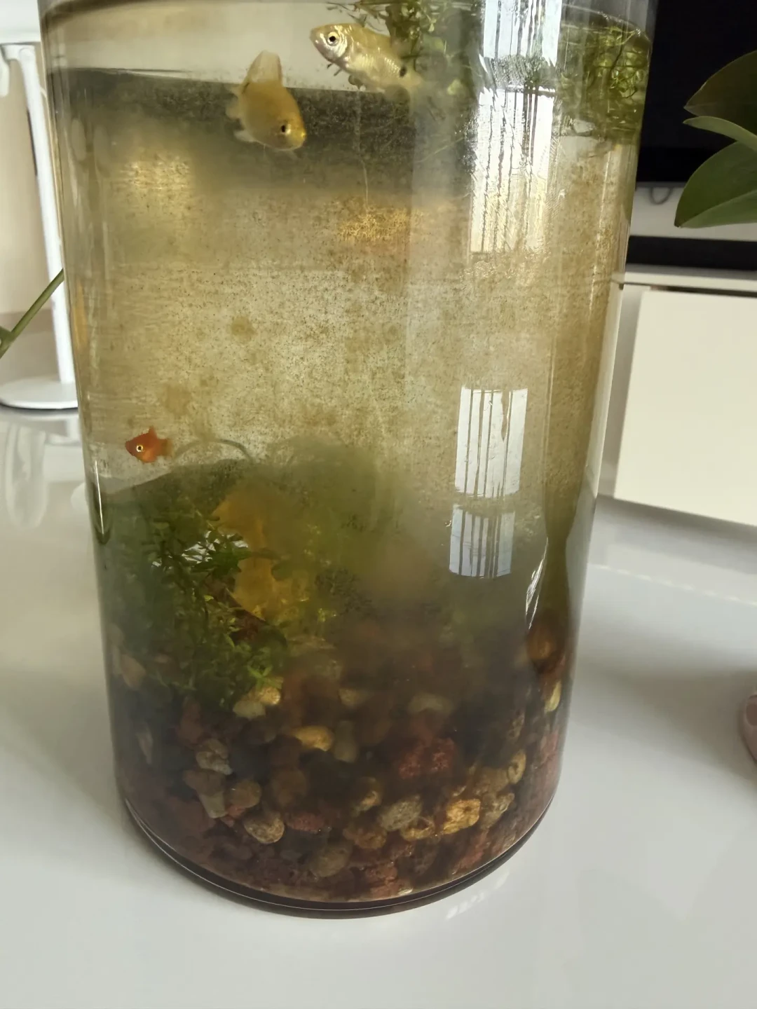 古法养鱼不是骗局，但你抄的“不换水”教程删掉了四个前提