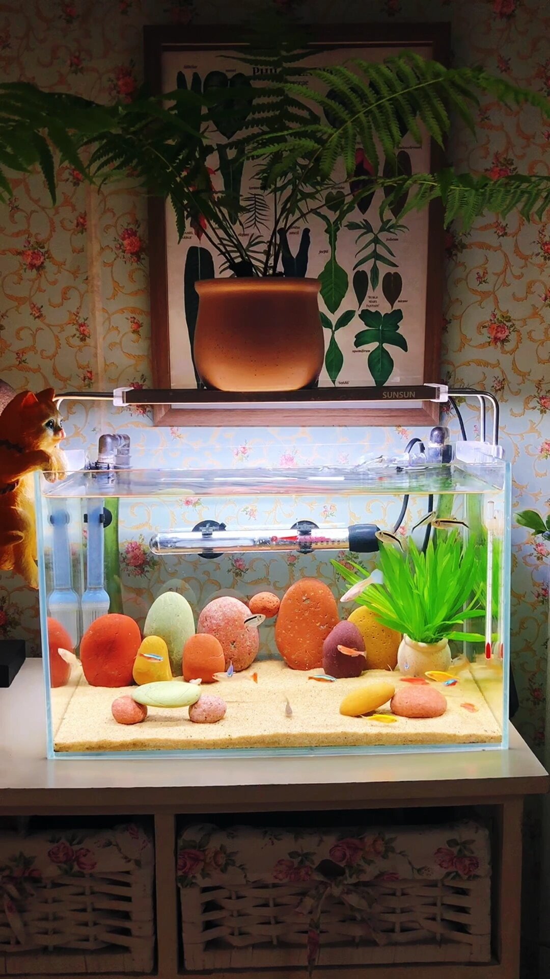 白点消了又复发:换季白点病高发期,升温加盐之前先看懂小瓜虫的疗程