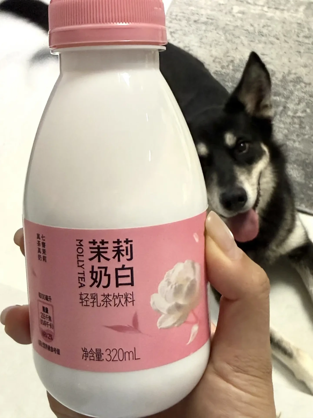 茉莉奶白首款瓶装茶山姆首发，6.66元一瓶：有人整箱囤，有人喝一瓶就转卖——翻完几十条真实测评，我的结论来了