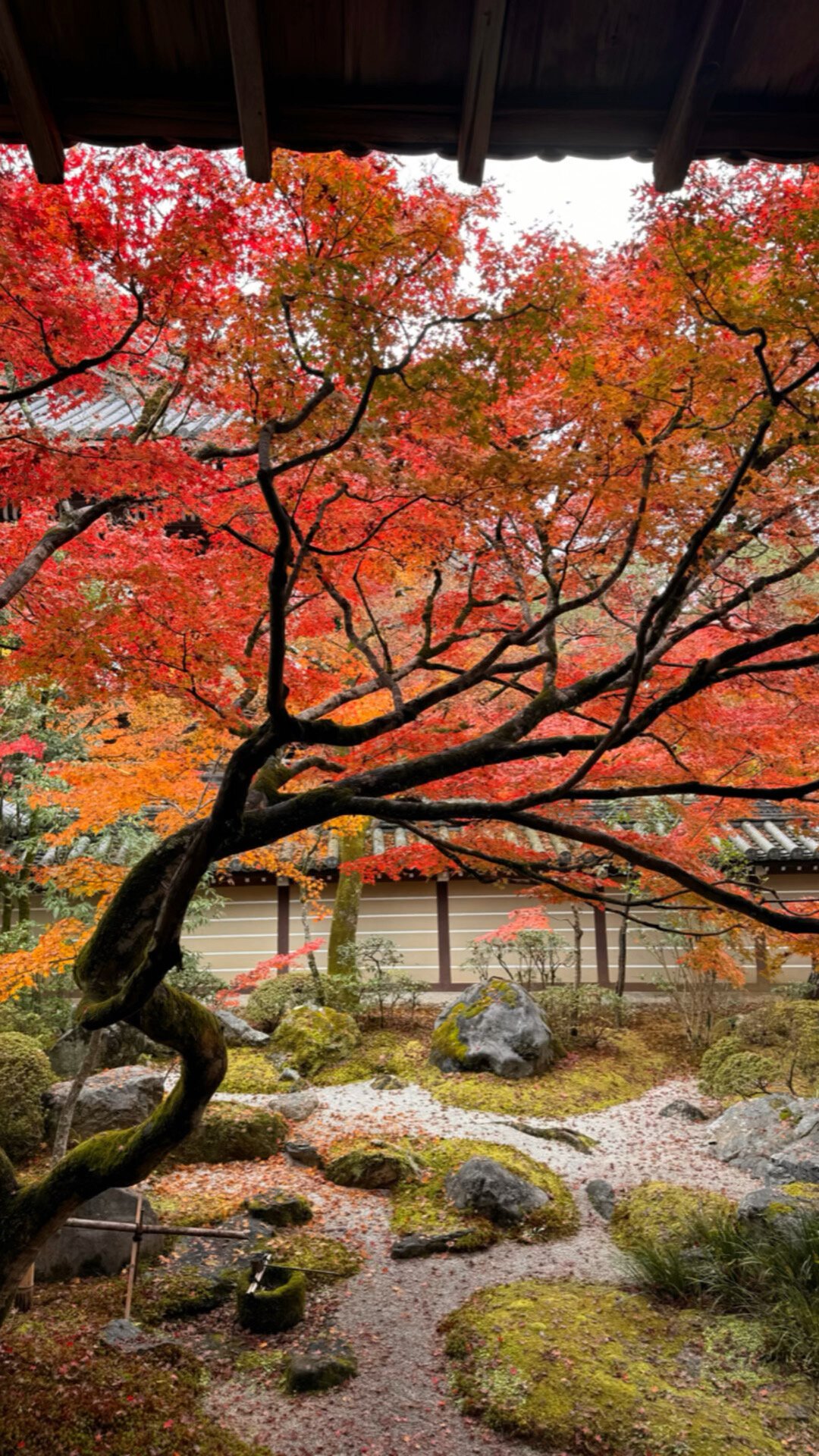 京都红叶季酒店翻了三倍,预测却要等到9月:今年11月去日本,选哪周才不当“红叶难民”