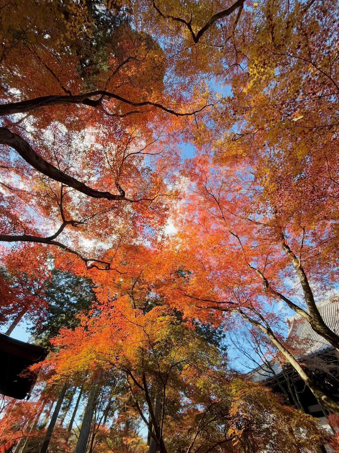 京都红叶季酒店翻了三倍,预测却要等到9月:今年11月去日本,选哪周才不当“红叶难民”