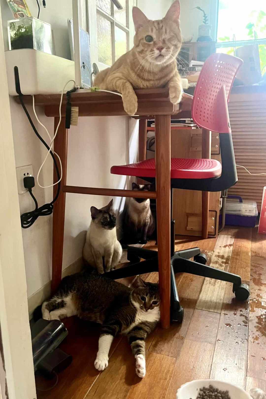 白天出门,要不要给猫留空调?先算清这三笔账,再不用吵架