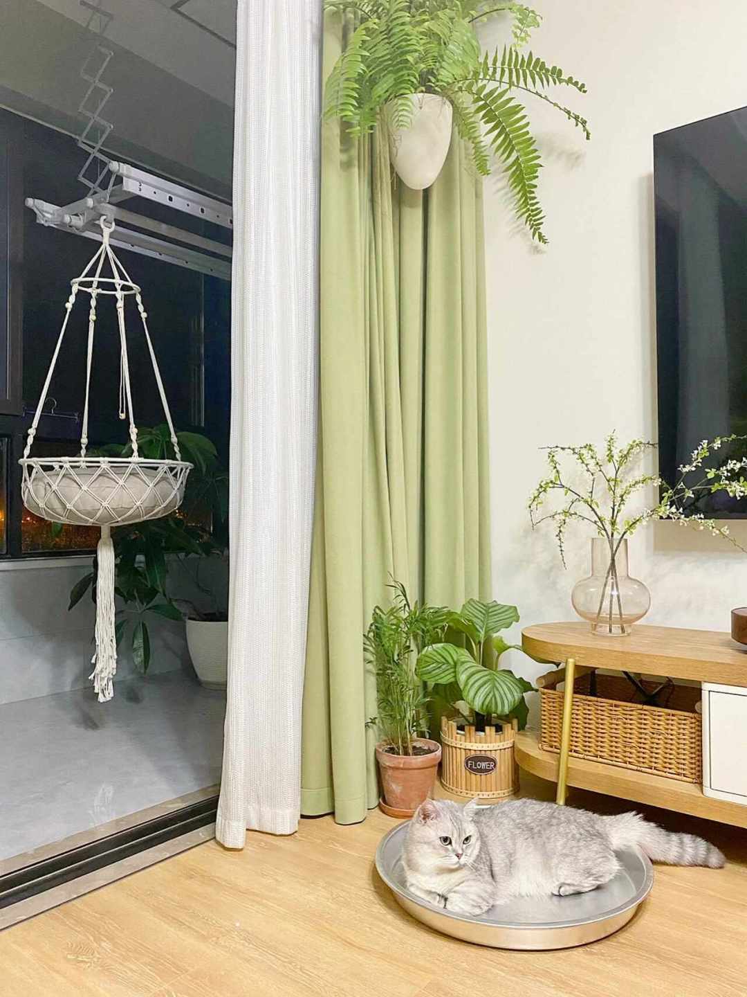白天出门,要不要给猫留空调?先算清这三笔账,再不用吵架