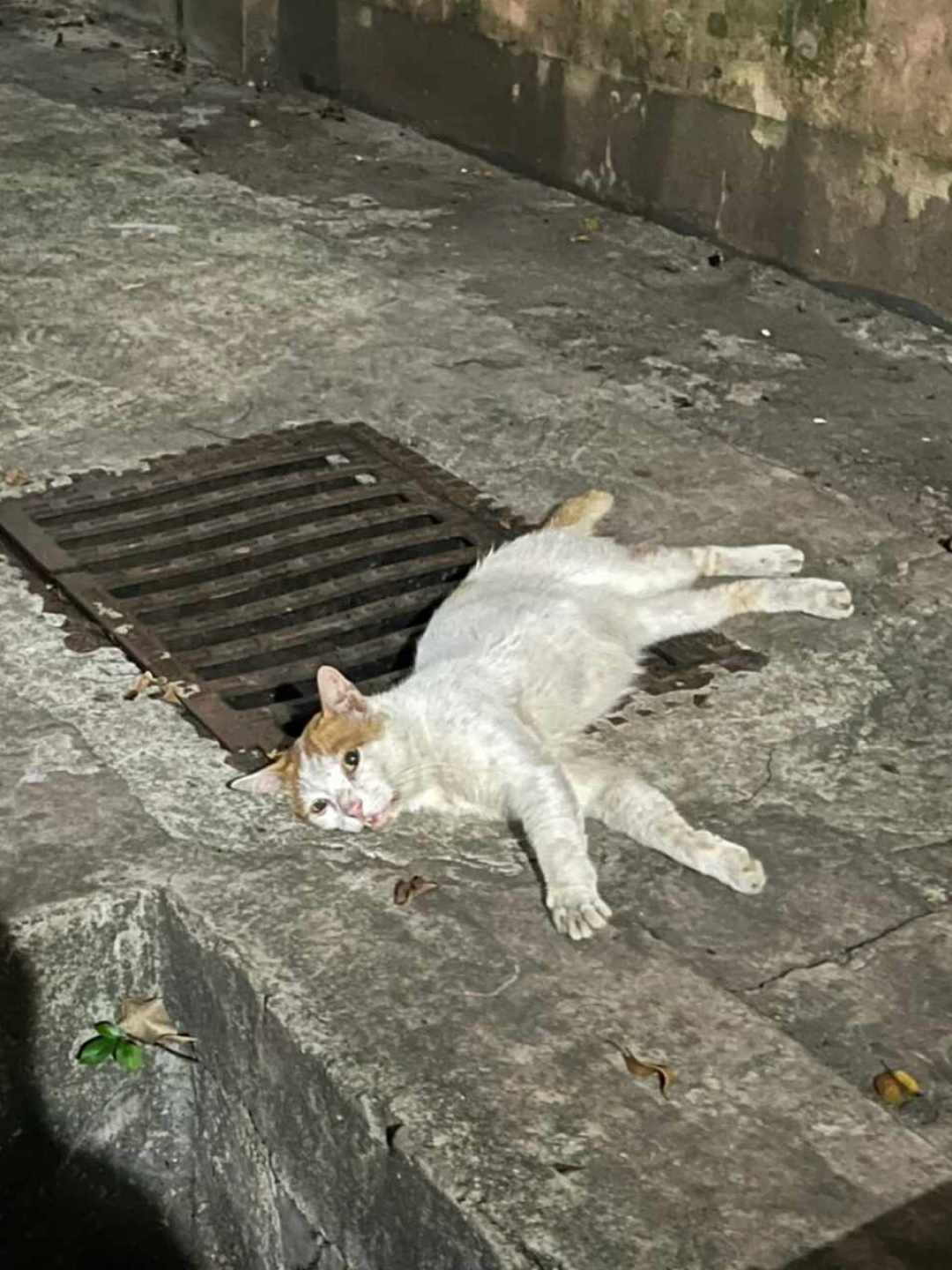 白天出门,要不要给猫留空调?先算清这三笔账,再不用吵架