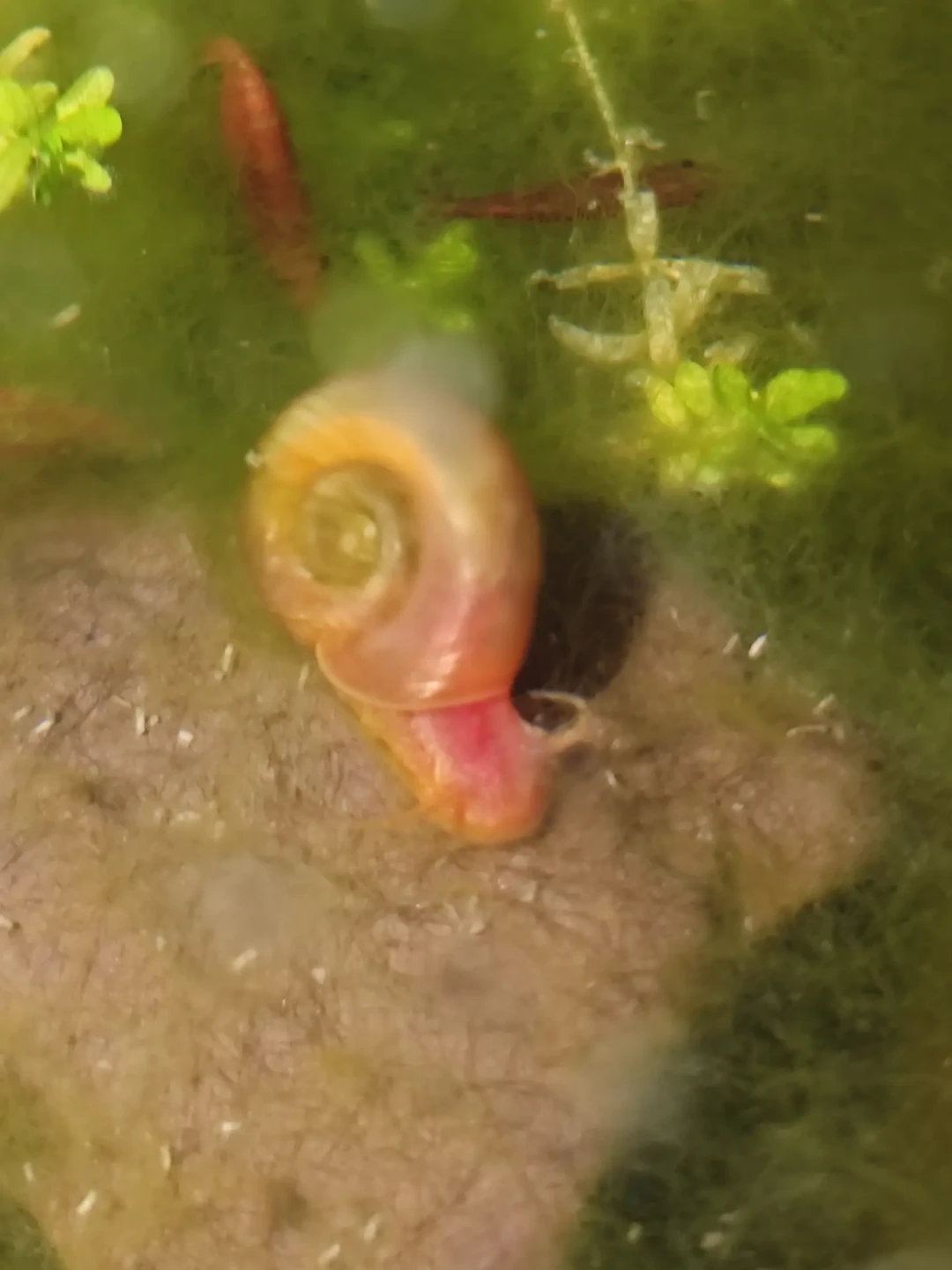 爆藻先别急着下苹果螺:8种藻是8种治法,认藻对照表、工具生物选购门槛都整理好了