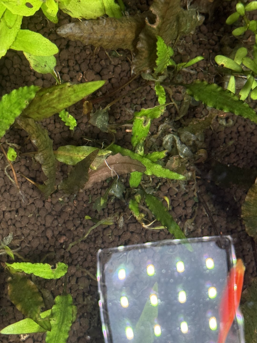 鱼还没死,草先溶了:15种常见水草的耐热分档,和盛夏抢救顺序