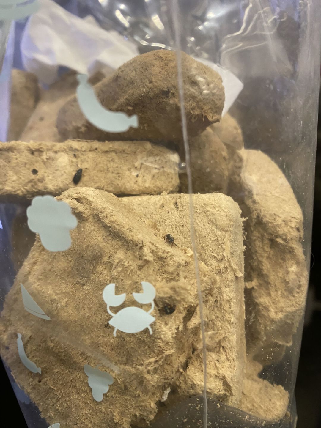 VE冻干爬出活虫不是初犯：翻完6年全网投诉，家里囤着冻干的养狗人现在该做什么