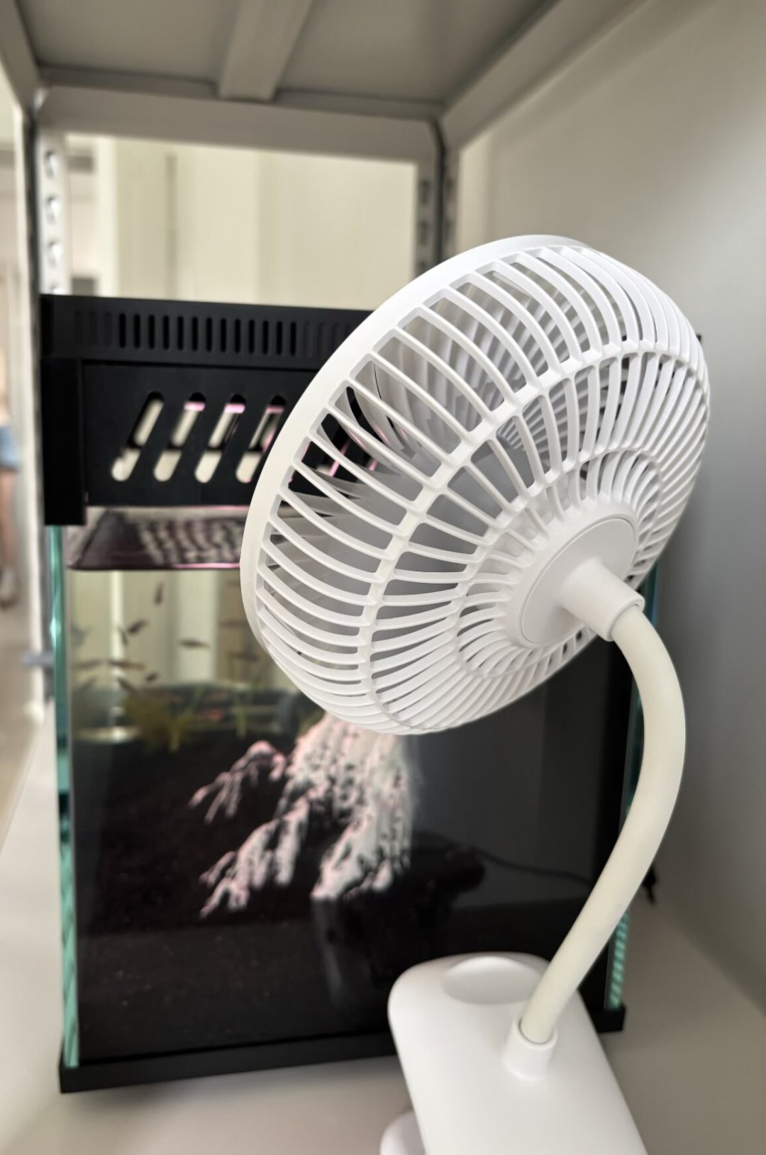 鱼缸水温破30℃,鱼多半不是热死是闷死:0元起四种降温方案怎么选