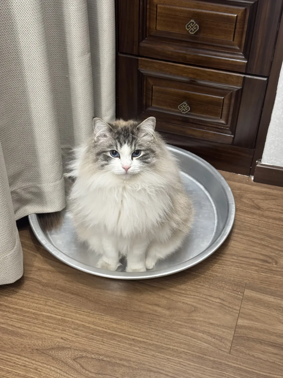 秋老虎还想给猫剃毛?兽医直言:这不是降温,是拆它的“空调被”