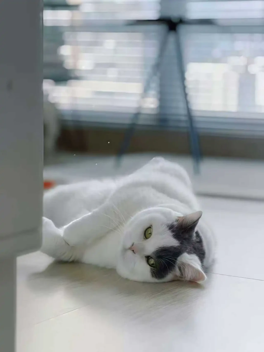 秋老虎还想给猫剃毛?兽医直言:这不是降温,是拆它的“空调被”