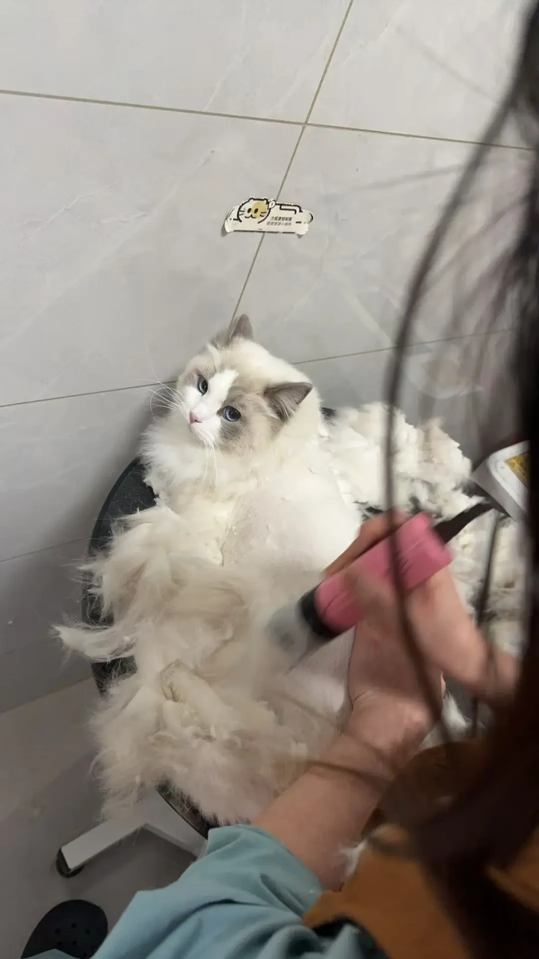 秋老虎还想给猫剃毛?兽医直言:这不是降温,是拆它的“空调被”