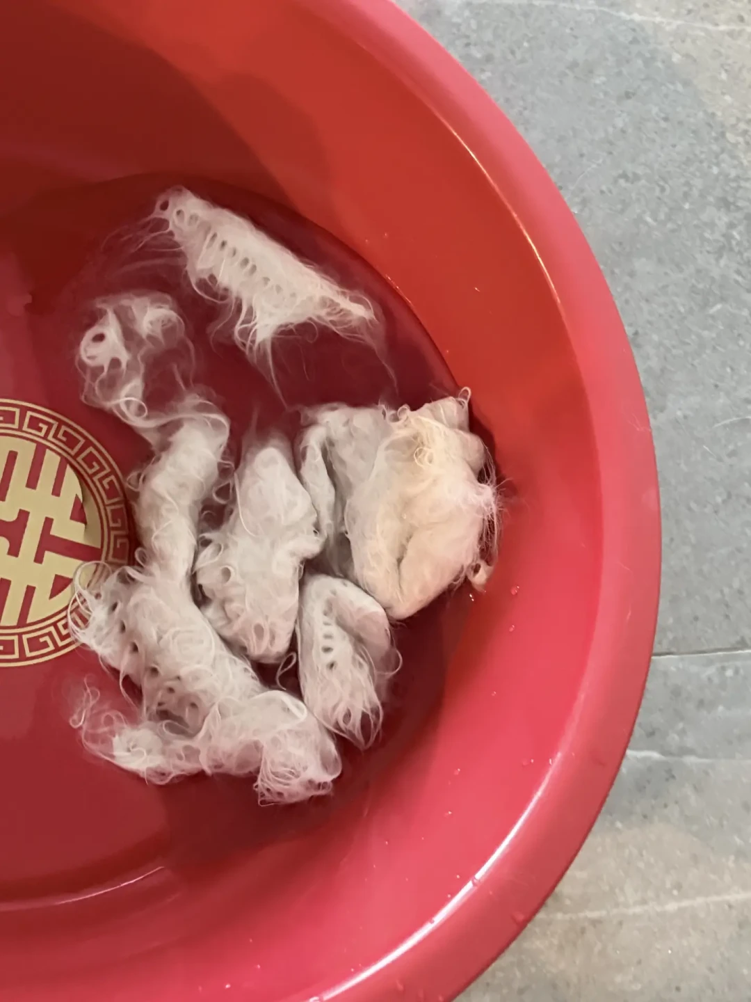 秋老虎还想给猫剃毛?兽医直言:这不是降温,是拆它的“空调被”