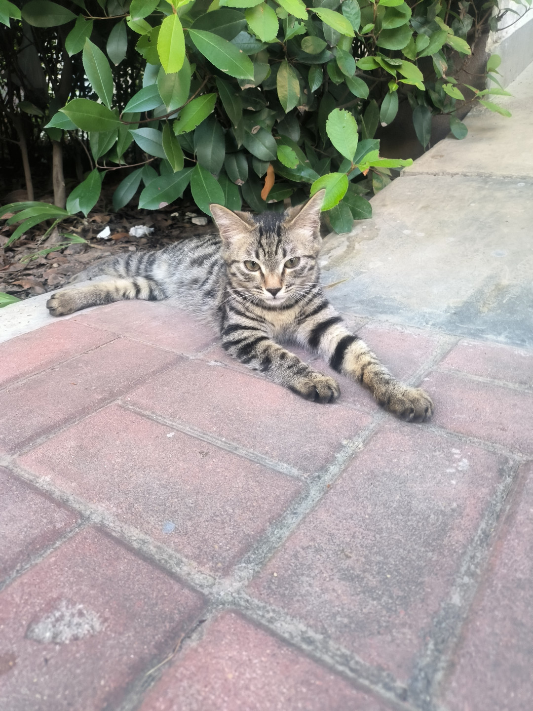 投喂流浪猫可能惹上赔偿责任?我把「24万」案和小区纠纷翻完了:这4条边界决定你是安全投喂还是在担责