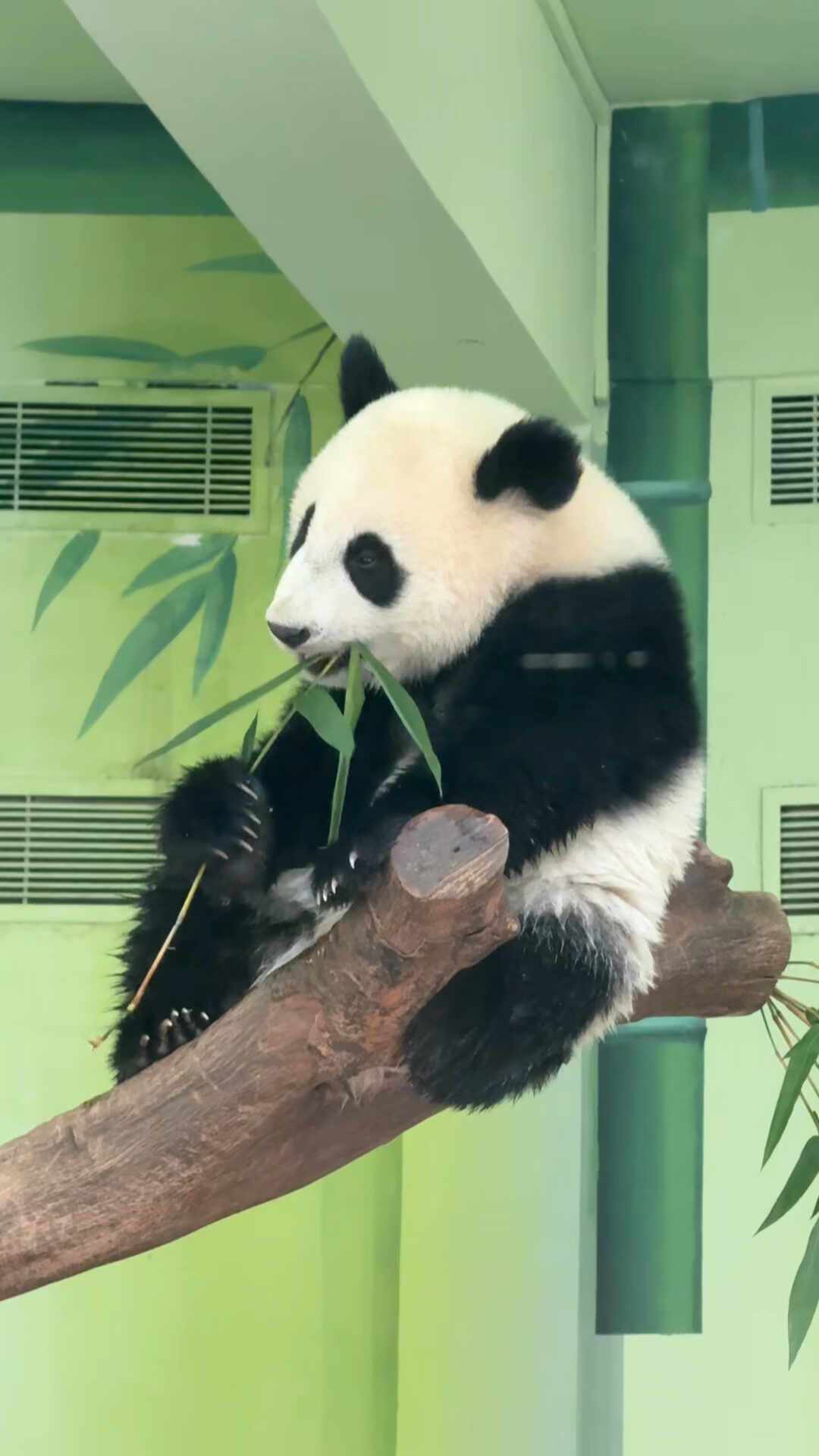暑假最后两周冲广州长隆？「买2大送1小」快结束了，先看这份算账和避坑清单