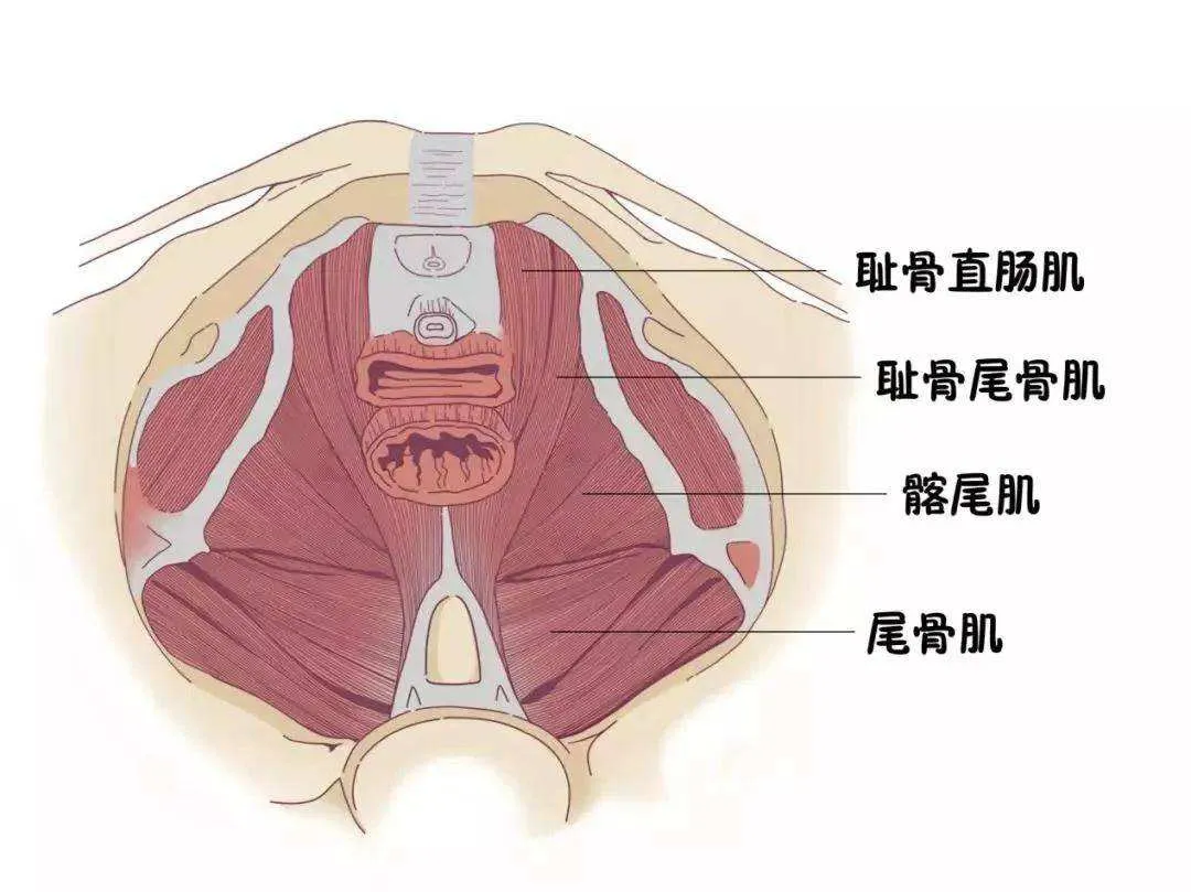 医院盆底康复一疗程2000元上下,机构两个疗程收一万多:盆底肌修复的花钱方法和坑我都捋清了