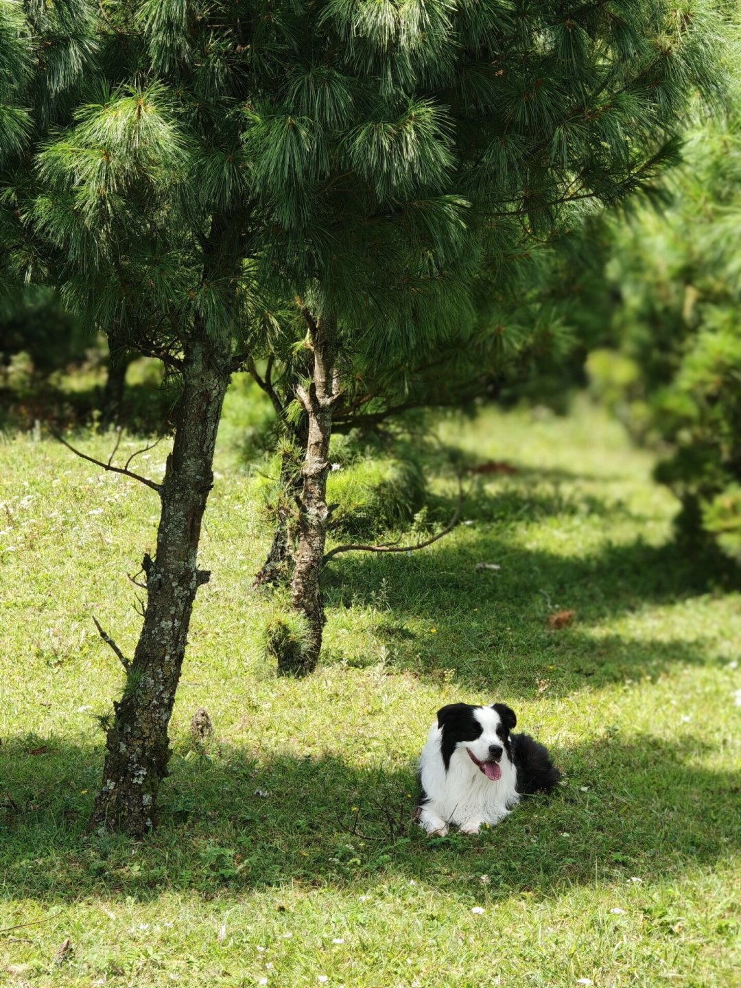 38℃几点遛狗?1167条评论吵到分钟,其实这事从来不是