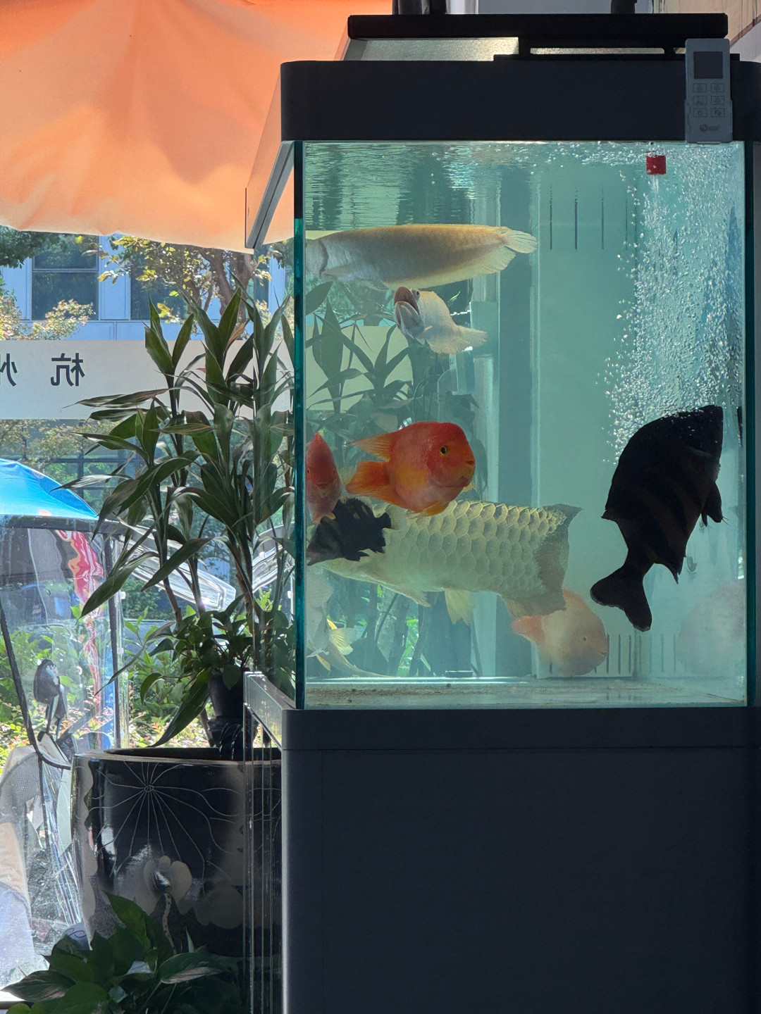 立秋过了，先别急着