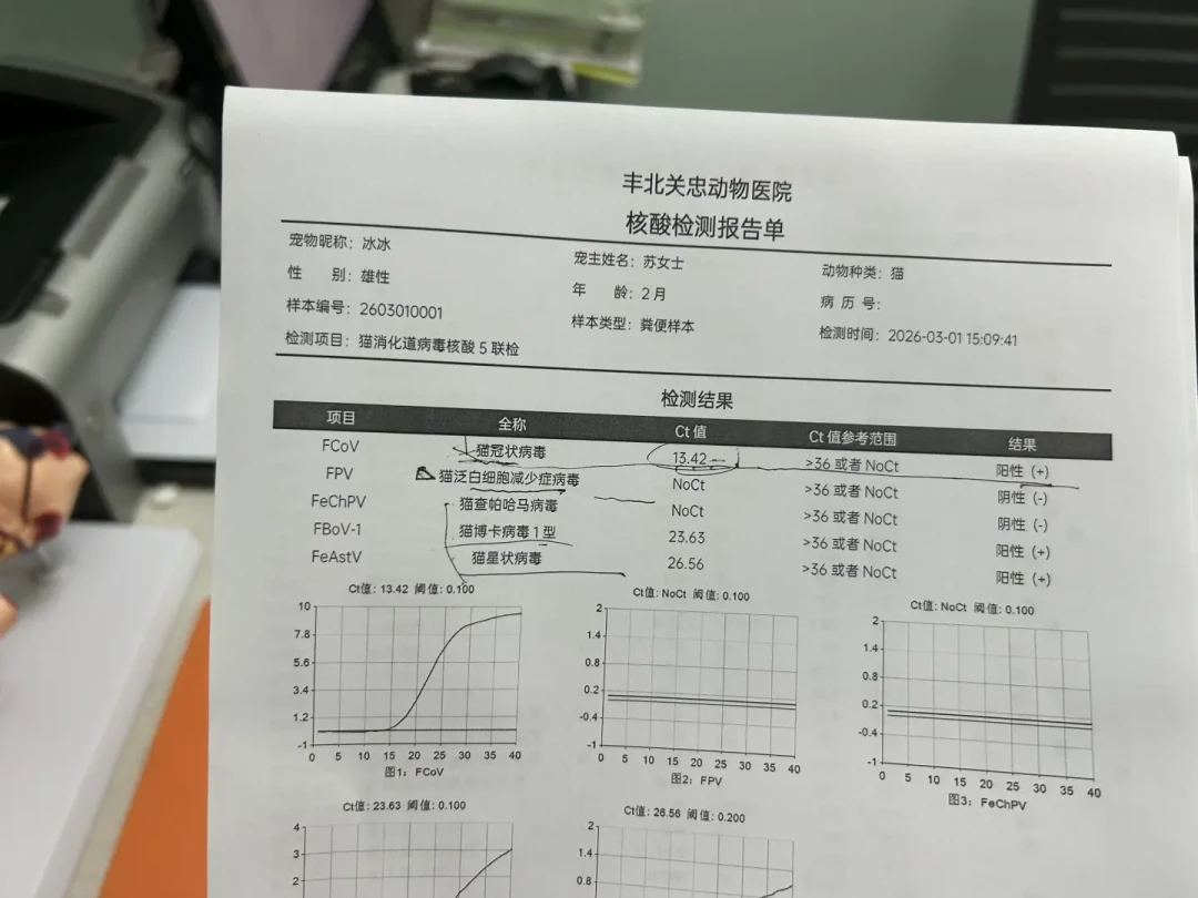 品种猫跌到50元一只：低价是真的，捡之前先算这笔账