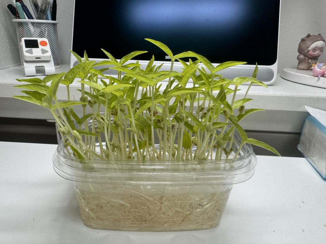 9月起,4-9年级每学期必须完成1项“探究任务”:我把指南读了一遍,三种钱不用花,三件事值得准备