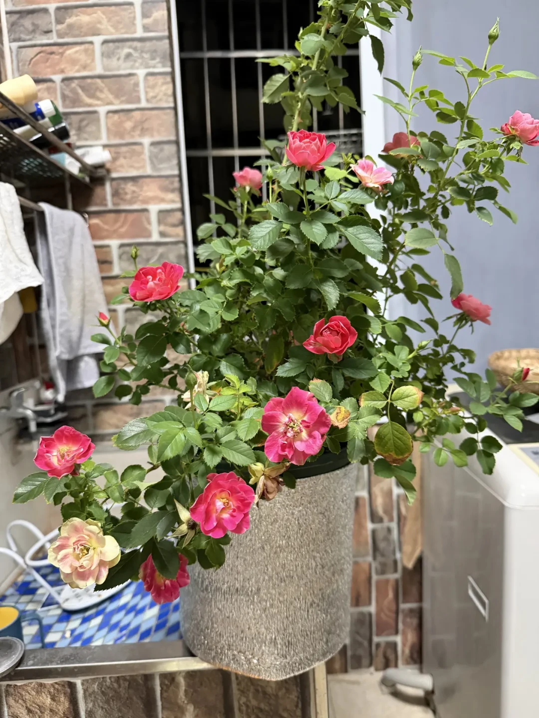 红蜘蛛8月又爆发:为啥别人喷3次就压住,你却喷到破产?花钱前先分清