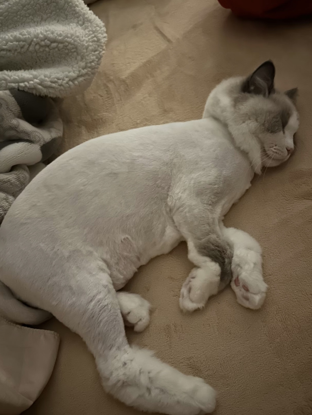 剃完毛猫不吃、狗不出:这波
