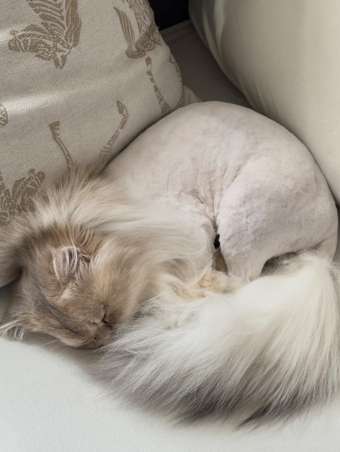 剃完毛猫不吃、狗不出:这波