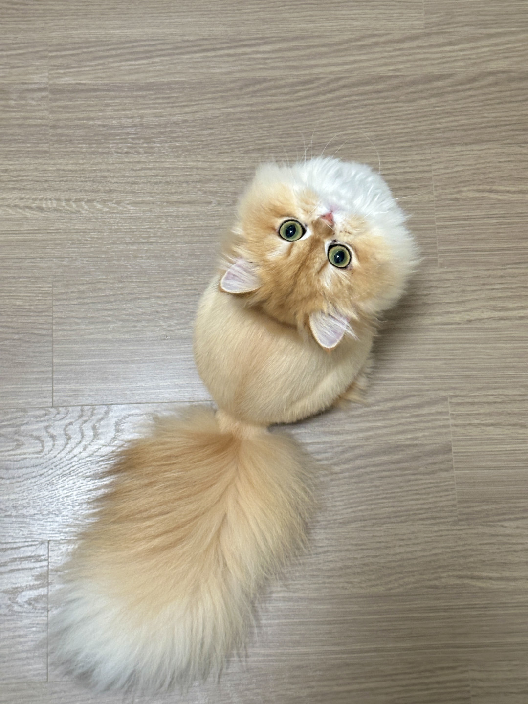 剃完毛猫不吃、狗不出:这波