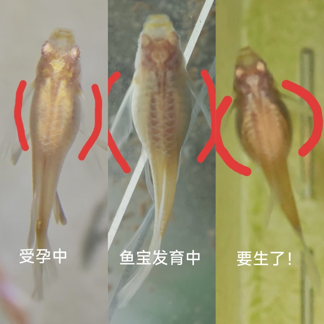 孔雀鱼下崽，鱼苗一夜消失：翻完全网接生帖，救苗不用买最贵的繁殖盒