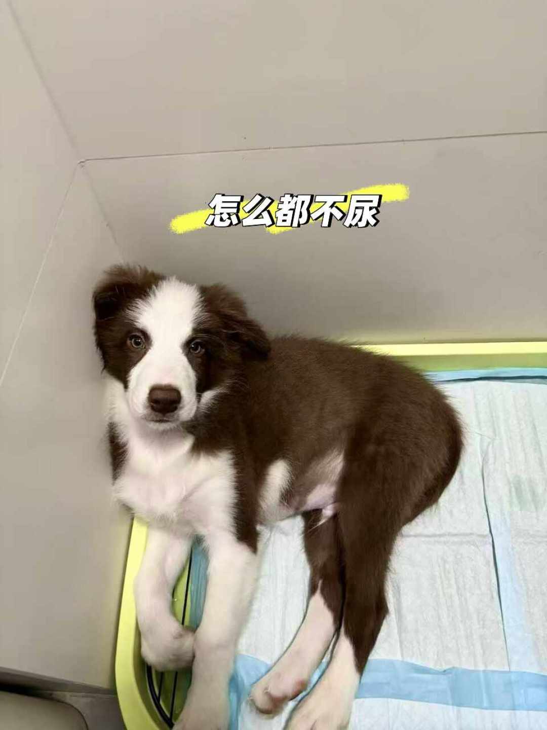 十几块的定点排便诱导剂,有人喊救命,有人骂智商税:翻完几百条真实评价,我发现差别就在这一步